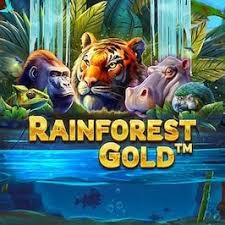 Rainforest Gold